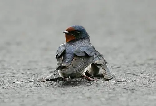 Historia de Amor de las Golondrinas Granero