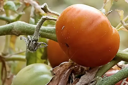 La huerta en casa: cómo plantar tomates
