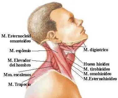 Consejos para evitar el dolor cervical