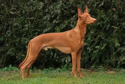 Las 10 razas de perro mas caras del mundo