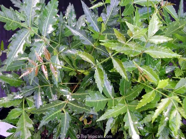 Recetas caseras con Neem