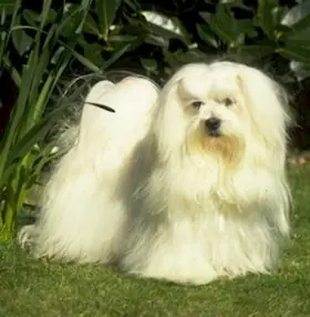 bichón maltés