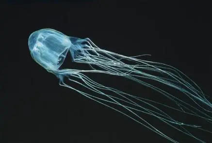 El animal mas venenoso del mundo