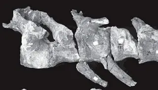 dinosaurios argentinos (megapost)