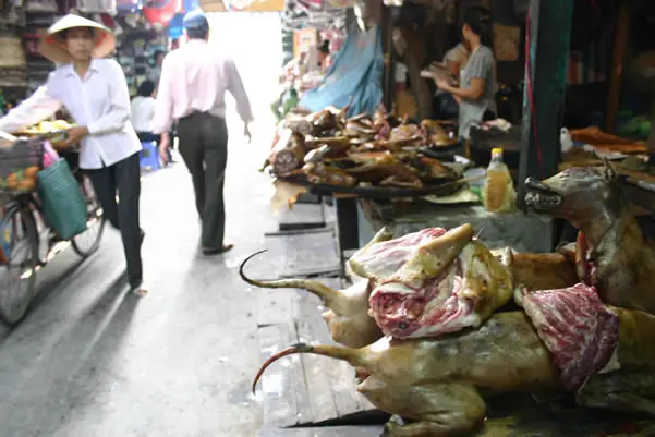 China: 500 perros se salvan de ser servidos en restaurantes