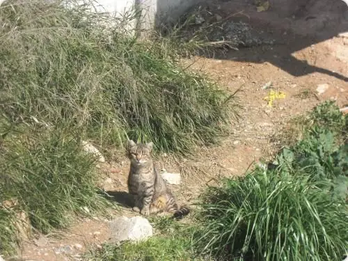 Test de inteligencia encuentra al gato