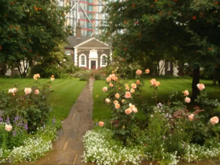 Todo sobre las rosas