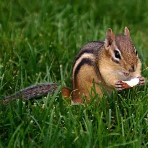 Animales Raros Del Mundo