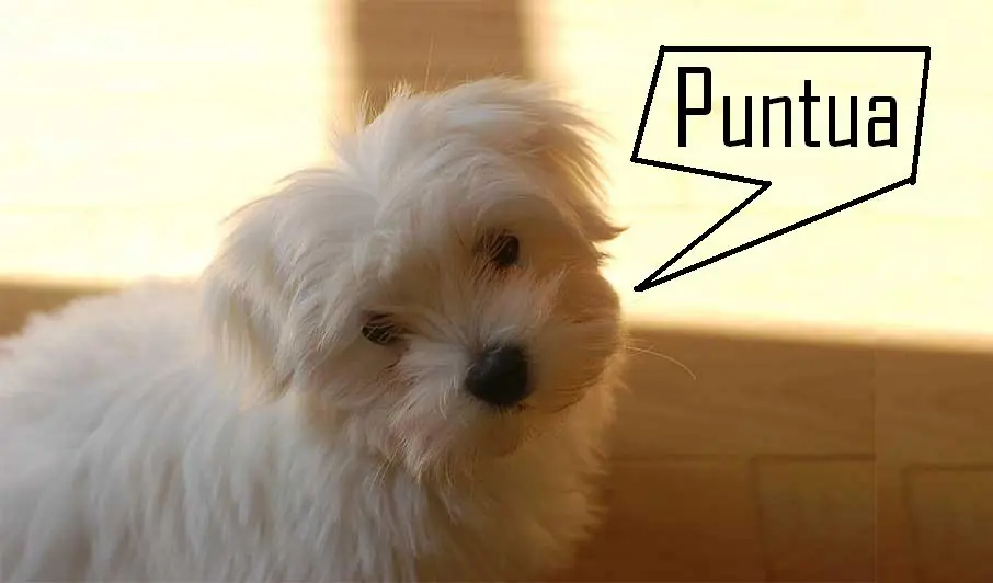 El perro-panda y el perro-leon