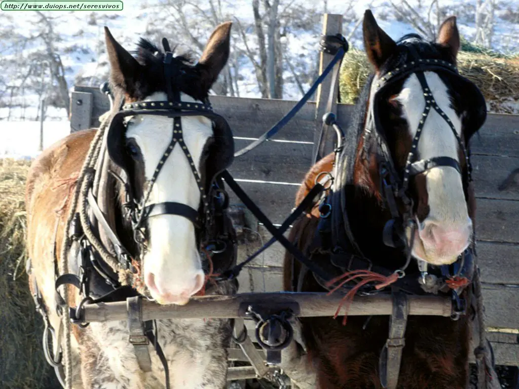 A las piñas le sacó el caballo a unos cartoneros