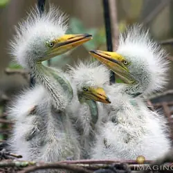 Animales