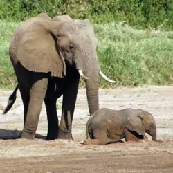 Animales
