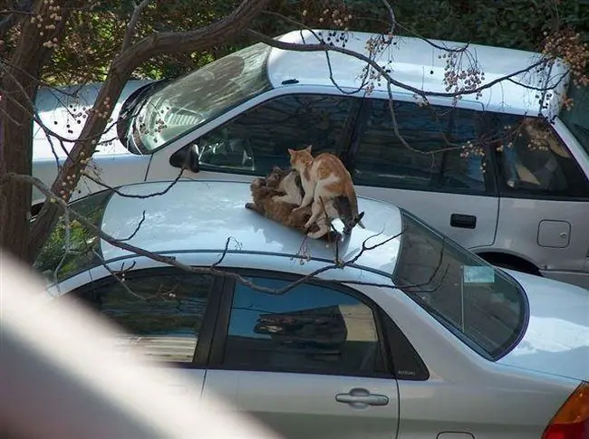 Los animales también tienen sexo.