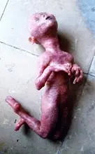 Fotografias y Videos de Hadas y duendes