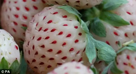 ¿Que son, fresas blancas?