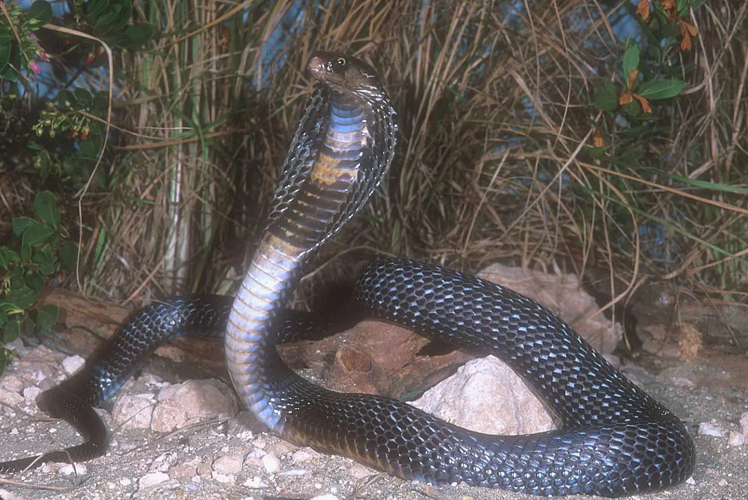 Premios al reino animal