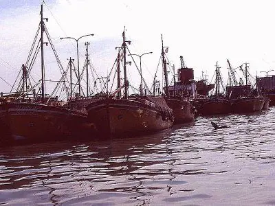 Matarán Lobos Marinos en costas Uruguayas