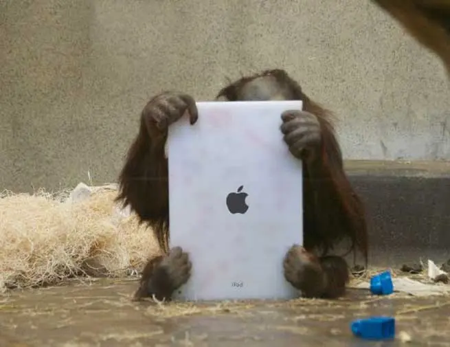 Los simios ahora juegan con sus IPads