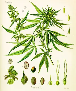 Marihuana: Un neuroprotector natural