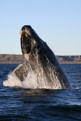 Animales Marinos