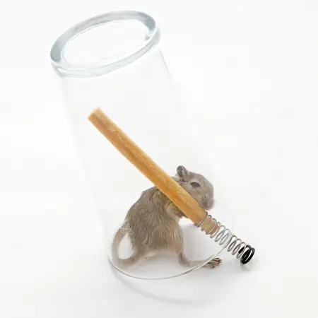 Trampas para Ratones no Mortales