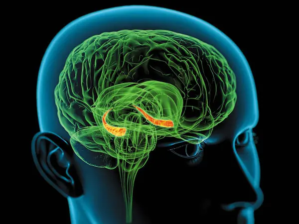 Una molécula impide tener una memoria prodigiosa