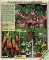 Floripondio, informacion - receta