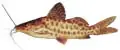 Pesca