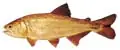 dorado