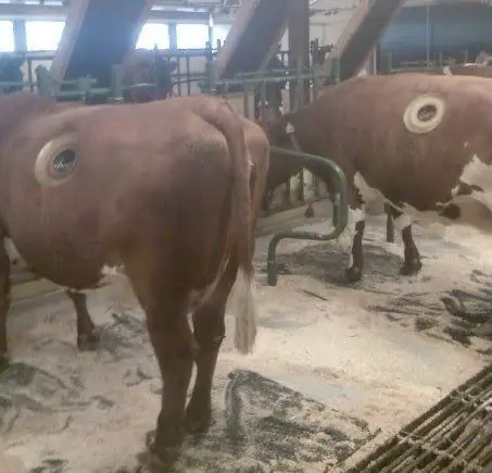 Vacas con agujeros permanentes en el estomago