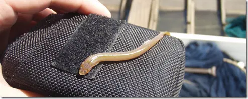 El pez que se mete por el Pene