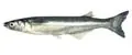 Pesca en Argentina