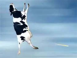 Vaca voladora, mito o verdad?