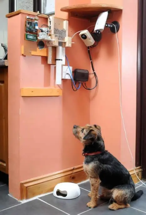 Un joven británico alimenta a su perro a través de Twitter