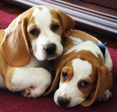 Perros Beagles(para mi son hermosos)