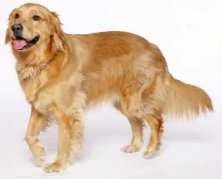 perritos