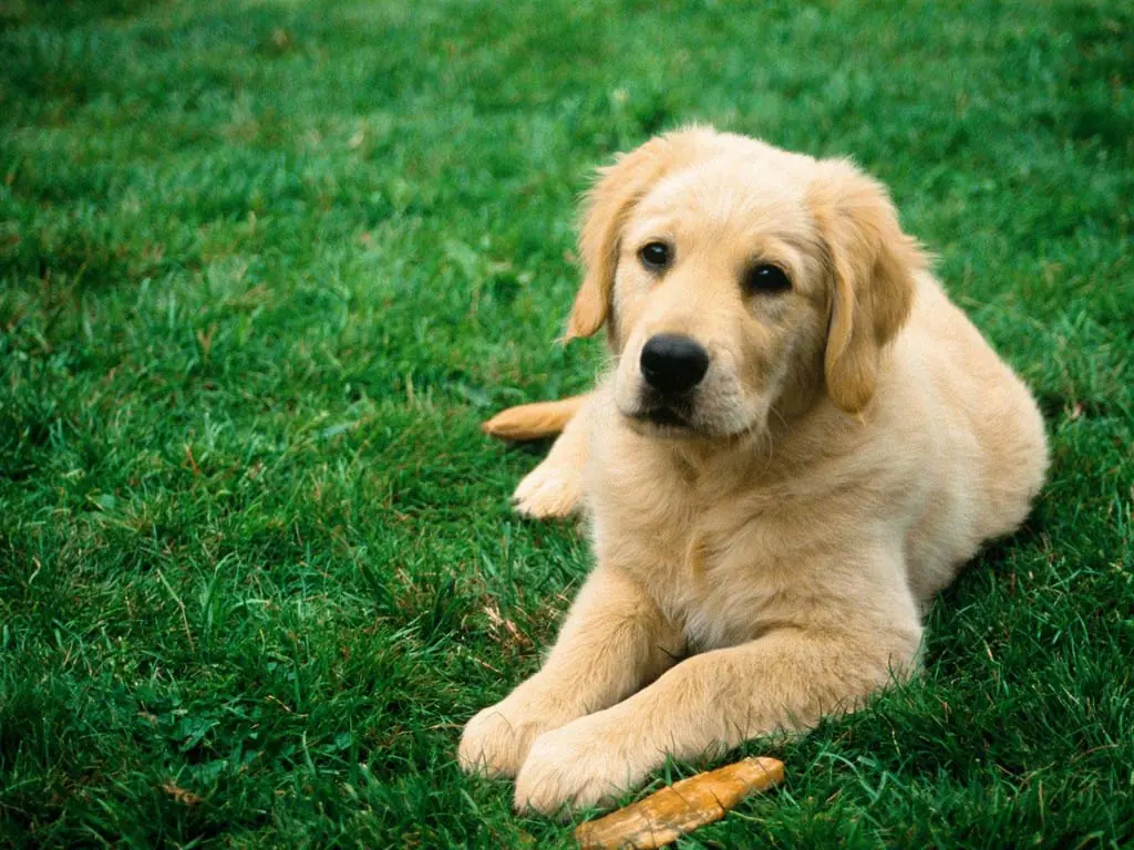 ¡Tenemos Bellos Animales Cuidalos![Parte 2]