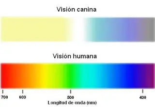 caninos