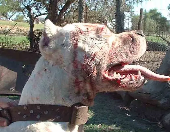 Dogo argentino vs Puma : el dogo que salvo a su familia
