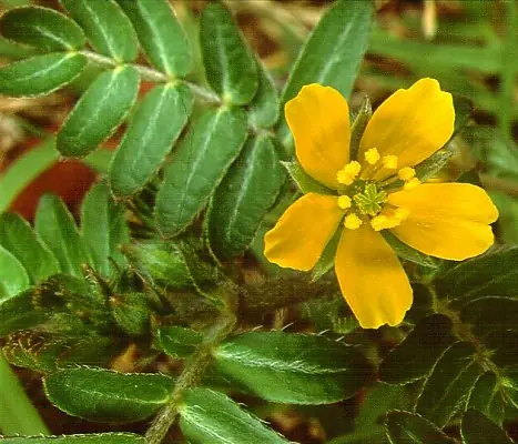Medicinas Naturales.. entra e informate