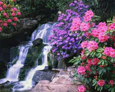 primavera