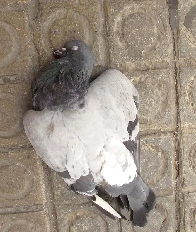 Humanos