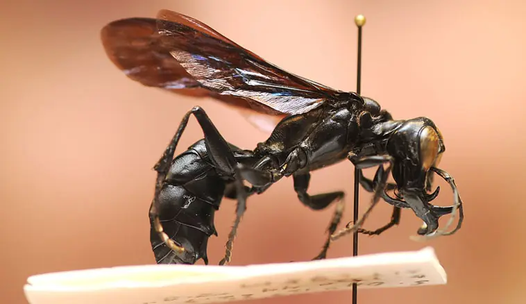 Avispa Recién Descubierta en Indonesia