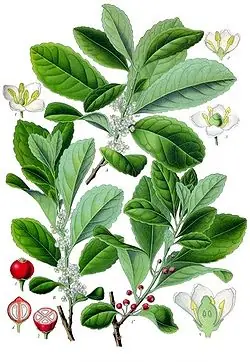 Yerba mate: estudio botanico y farmacologico