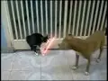 Una pelea épica entre un gato y un perro