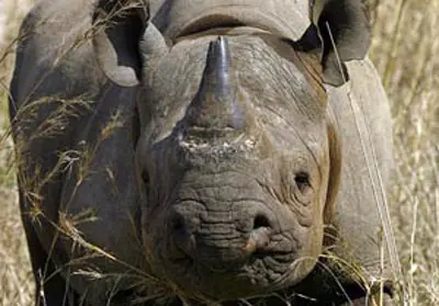 Los animales extintos en el siglo XXI