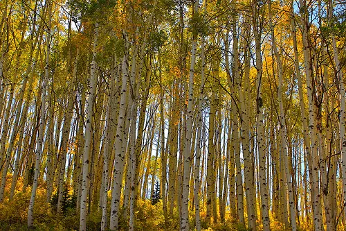 Curiosidades de la naturaleza (Megapost)