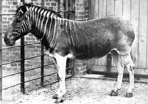 Animales