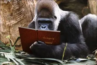 Este gorila ha leido más de 100 libros en catalán