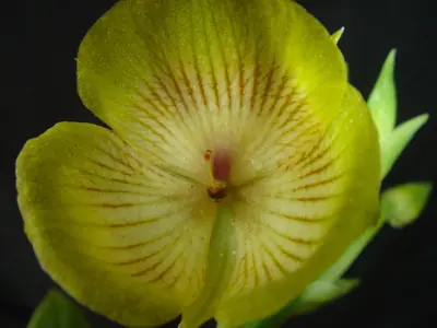 Las orquideas de Colombia.